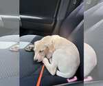 Small #3 Labrador Retriever Mix