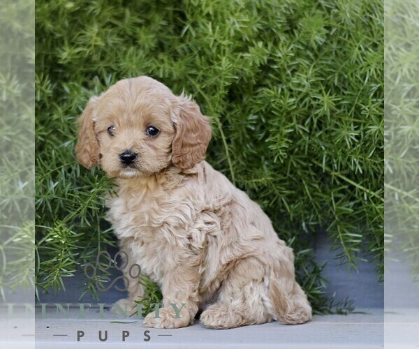 Medium Photo #4 Cavapoo Puppy For Sale in PARADISE, PA, USA