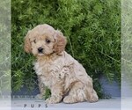 Small #3 Cavapoo