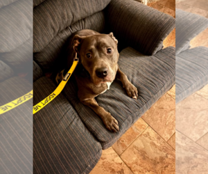 Dixie - Female American Pit Bull Terrier Dog for Adoption - Photo #6