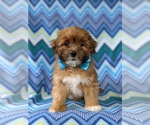 Lhasa Apso-Poodle (Toy) Mix Puppy for sale in LINCOLN UNIV, PA, USA