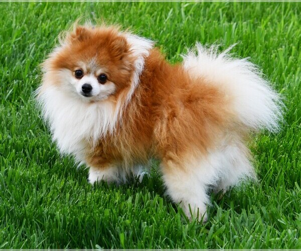 Medium Photo #1 Pomeranian Puppy For Sale in ROCK VALLEY, IA, USA