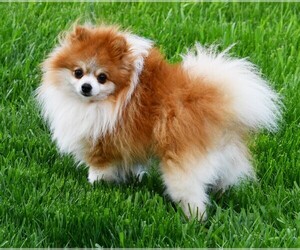 Father of the Pomeranian puppies born on 06/11/2025