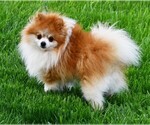 Small Photo #1 Pomeranian Puppy For Sale in ROCK VALLEY, IA, USA