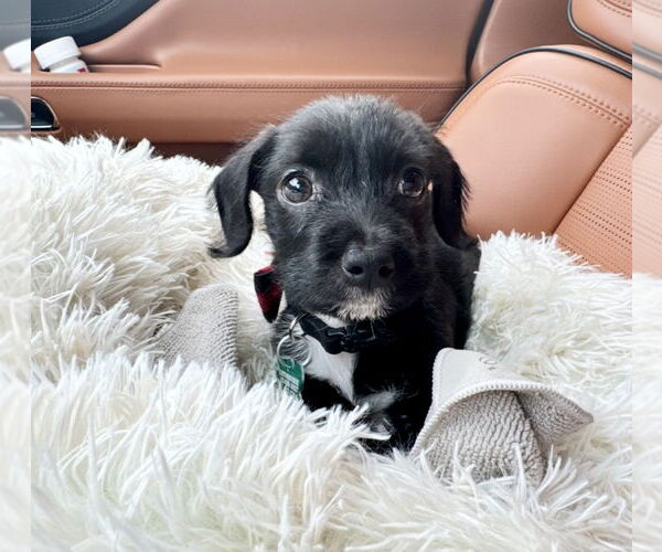 Medium Photo #4 Pembroke Welsh Corgi-Unknown Mix Puppy For Sale in Houston, TX, USA