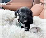 Small #3 Pembroke Welsh Corgi Mix