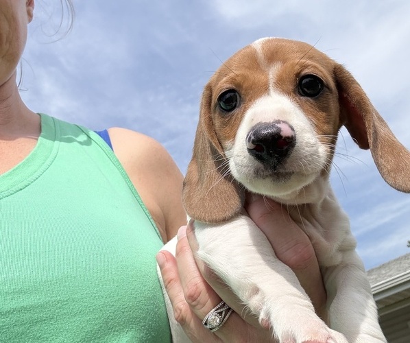 Medium Photo #1 Dachshund Puppy For Sale in ASHLAND, NE, USA
