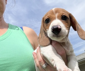 Medium Dachshund