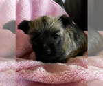 Small Photo #3 Cairn Terrier Puppy For Sale in SCHUYLER, NE, USA