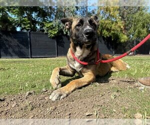 Akita-German Shepherd Dog Mix Dogs for adoption in Orange, CA, USA