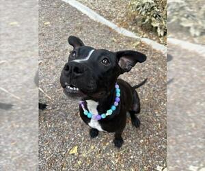 Mutt Dogs for adoption in Las Vegas, NV, USA