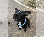 Small Mutt