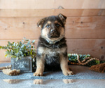 Small #1 German Shepherd Dog