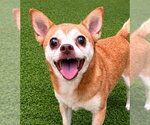 Small Chihuahua Mix