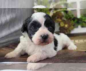 Zuchon Puppy for sale in MARIETTA, GA, USA