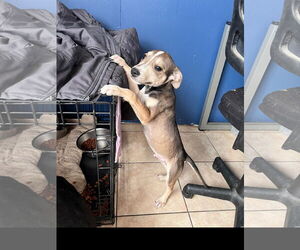 Thunder - Male American Staffordshire Terrier-Unknown Mix Dog for Adoption - Photo #2