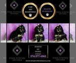Small Photo #117 Poodle (Miniature) Puppy For Sale in WARSAW, IN, USA