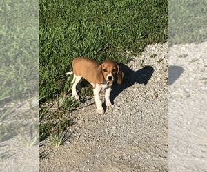Beagle-Bloodhound Mix Puppy for sale in SIGEL, IL, USA