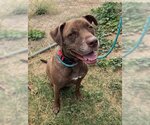 Small Photo #5 Labrador Retriever-Staffordshire Bull Terrier Mix Puppy For Sale in Chico, CA, USA