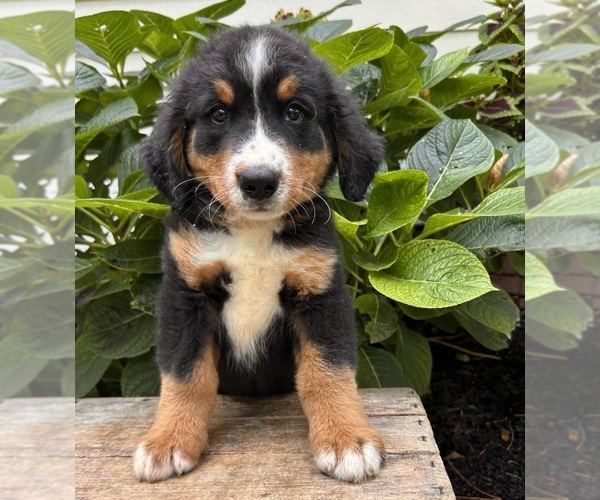 Medium Photo #4 Bernese Mountain Dog Puppy For Sale in MIDDLEBURY, IN, USA
