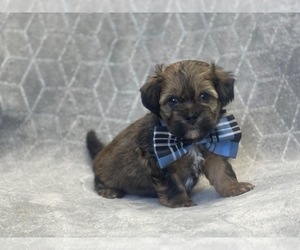ShihPoo Puppy for sale in LAKELAND, FL, USA