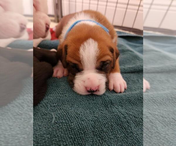 Medium Photo #2 Boxer Puppy For Sale in NOKOMIS, FL, USA