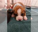 Small Photo #2 Boxer Puppy For Sale in NOKOMIS, FL, USA