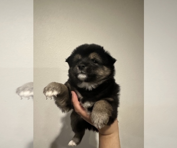 Medium Photo #1 Shiba Inu Puppy For Sale in CHINO, CA, USA