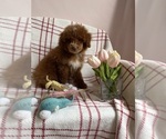 Small #15 Goldendoodle (Miniature)