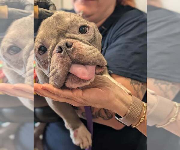 Medium Photo #9 French Bulldog Puppy For Sale in New York, NY, USA