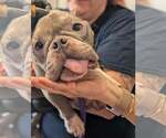 Small #8 French Bulldog