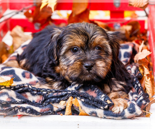 Medium Photo #26 Shorkie Tzu Puppy For Sale in WAKARUSA, IN, USA