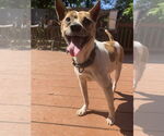 Small #7 Chihuahua-Retriever  Mix