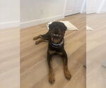 Small #1 Rottweiler