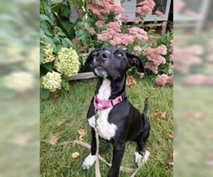 Great Dane-Labrador Retriever Mix Dogs for adoption in pomfret, CT, USA