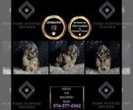 Small Photo #6 Maltipoo Puppy For Sale in WARSAW, IN, USA