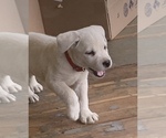Small Photo #9 Labrador Retriever Puppy For Sale in LIVE OAK, CA, USA