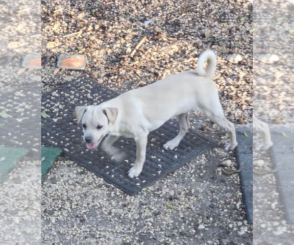 Medium Photo #1 Chihuahua-Unknown Mix Puppy For Sale in Rockaway, NJ, USA