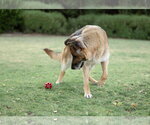 Small #2 German Shepherd Dog