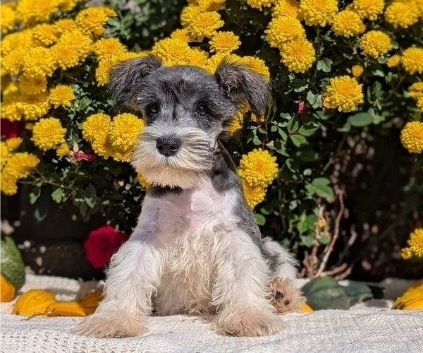 Medium Photo #1 Schnauzer (Miniature) Puppy For Sale in GOSHEN, IN, USA