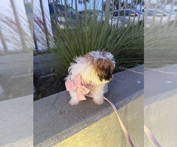 Medium Photo #15 Zuchon Puppy For Sale in LAS VEGAS, NV, USA