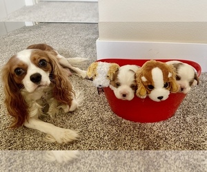 Mother of the Cavalier King Charles Spaniel puppies born on 03/27/2023