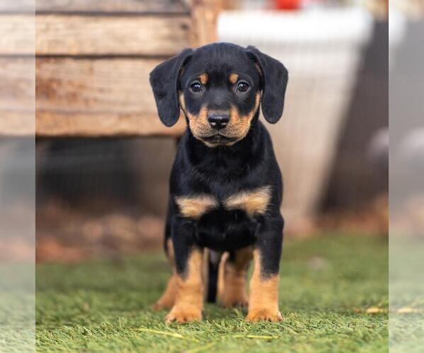 Medium Photo #3 Labrador Retriever-Unknown Mix Puppy For Sale in San Diego, CA, USA