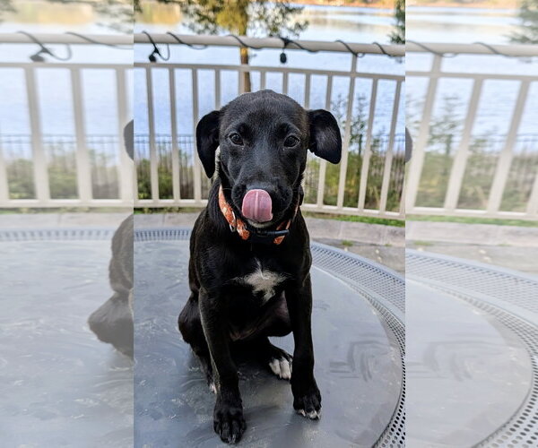 Medium Photo #3 Mutt Puppy For Sale in Virginia Beach, VA, USA