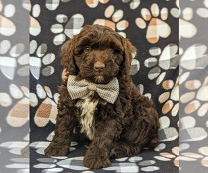 Aussiedoodle Miniature Puppy for sale in CHRISTIANA, PA, USA