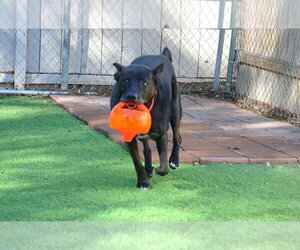 Theo - Male German Shepherd Dog-Unknown Mix Dog for Adoption - Photo #5