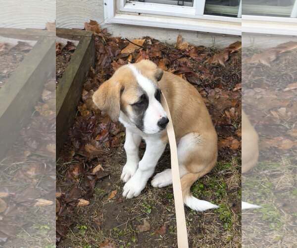 Medium Photo #8 Saint Pyrenees Puppy For Sale in Oro Medonte, Ontario, Canada