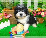 Image preview for Ad Listing. Nickname: Toy Shihpoo