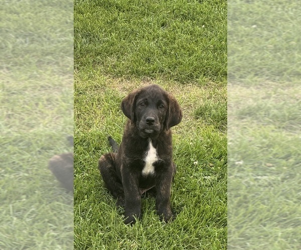 Medium Photo #2 Golden Labrador Puppy For Sale in DAYTON, VA, USA