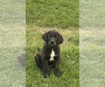 Small #1 Golden Labrador